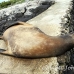 lion_sea_galapagos_spz_h_0023_ecu1718.jpg